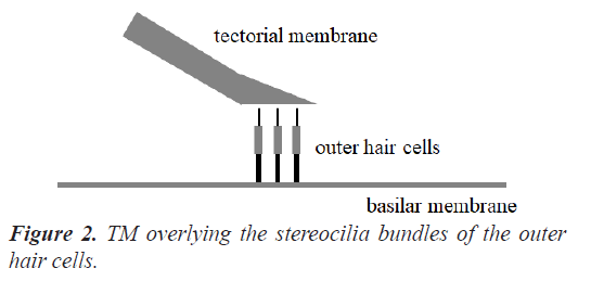 biomedres-hair-cells