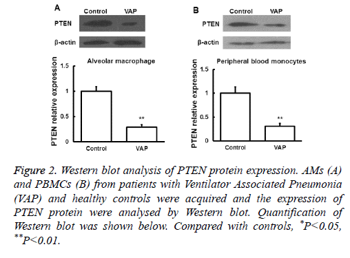 biomedres-healthy-protein-blot