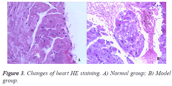 biomedres-heart-HE-staining