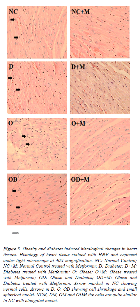 biomedres-heart-tissue