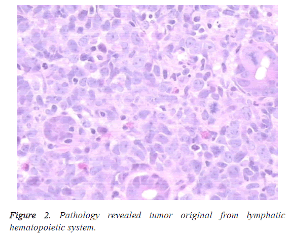 biomedres-hematopoietic-system