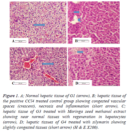 biomedres-hepatic-tissue