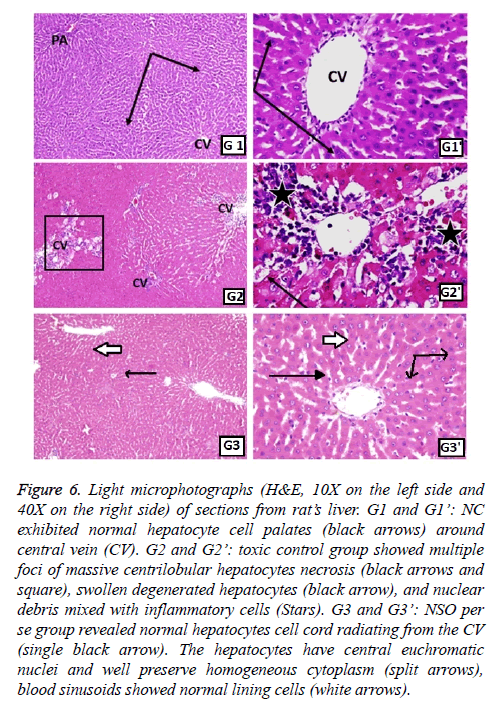 biomedres-hepatocytes-cell