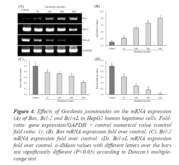 biomedres-hepatoma-cells