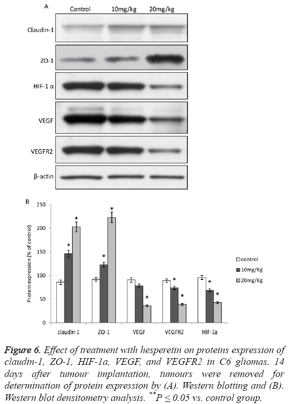 biomedres-hesperetin-proteins-expression