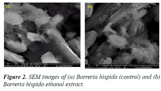 biomedres-hispida-ethanol