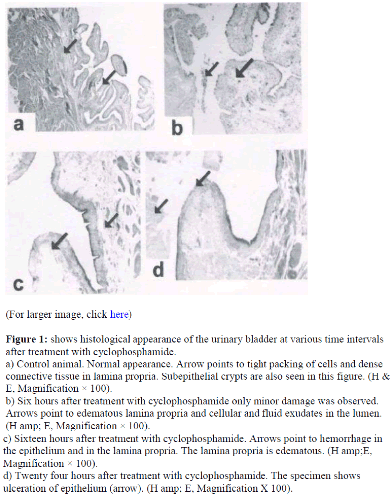 biomedres-histological-appearance-urinary-bladder
