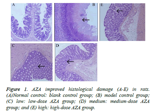 biomedres-histological-damage