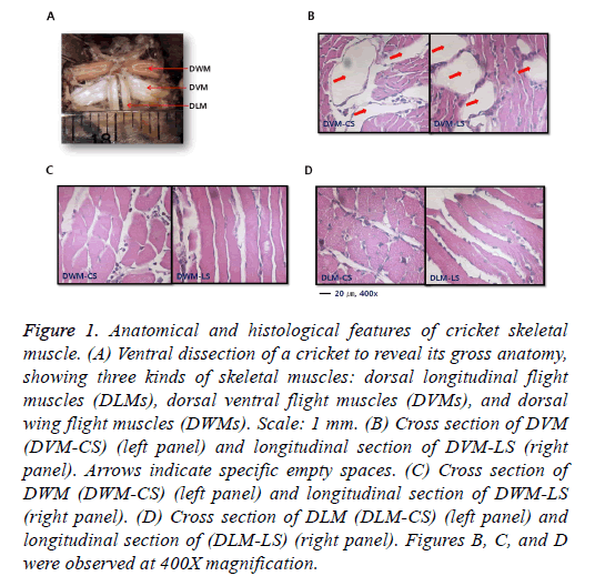 biomedres-histological-features