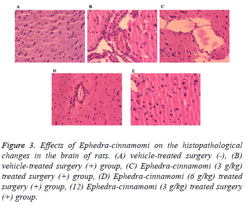 biomedres-histopathological