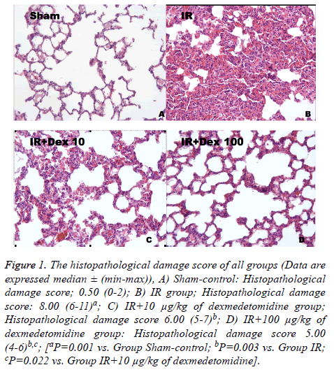 biomedres-histopathological-damage