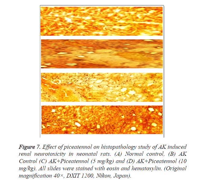 biomedres-histopathology-study