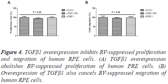 biomedres-human-PRE-cells