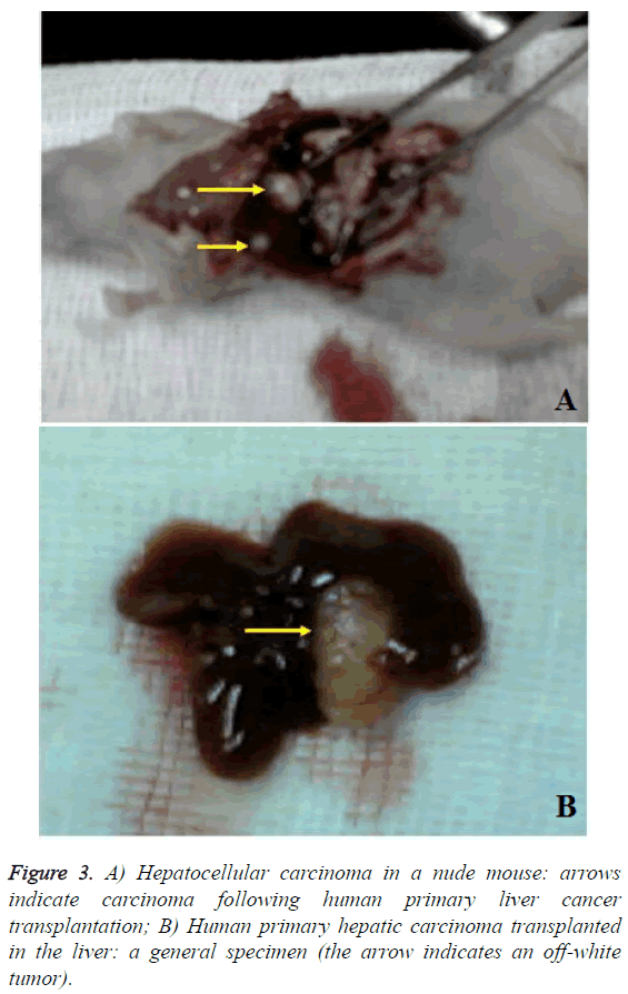 biomedres-human-primary-liver