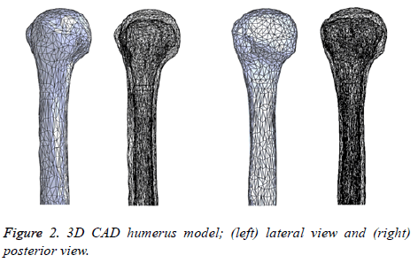 biomedres-humerus-model