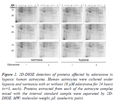 biomedres-hypoxic-human-astrocytes