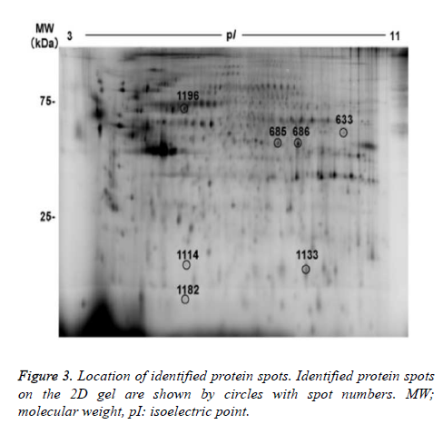 biomedres-identified-protein-spots