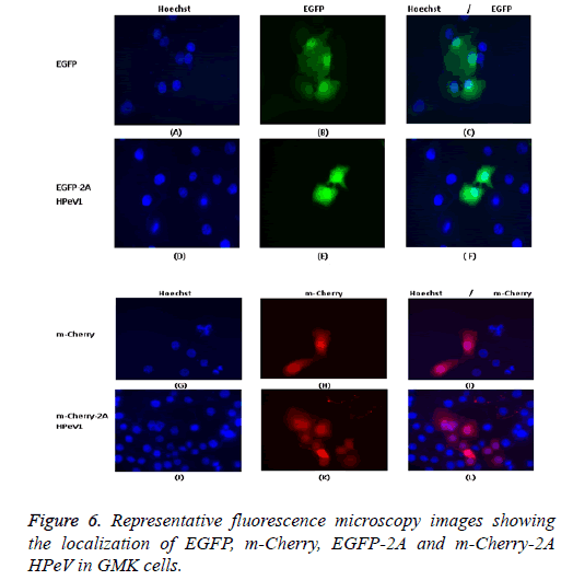 biomedres-images-showing