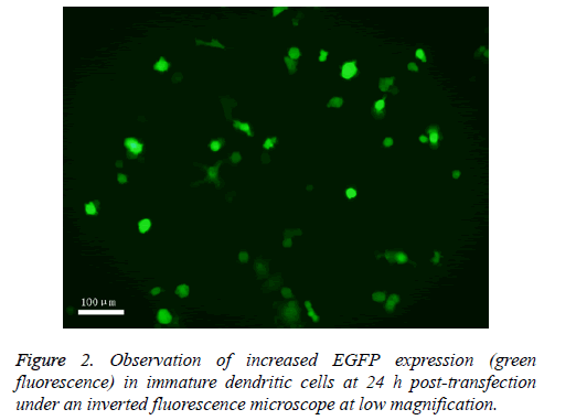 biomedres-immature-dendritic