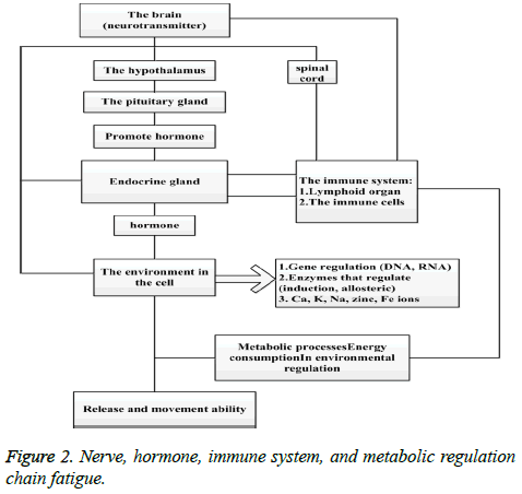 biomedres-immune-system