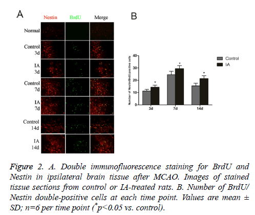 biomedres-immunofluorescence