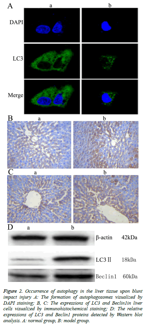 biomedres-immunohistochemical