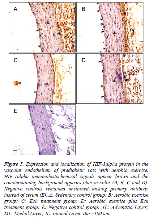 biomedres-immunohistochemical