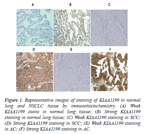 biomedres-immunohistochemistry