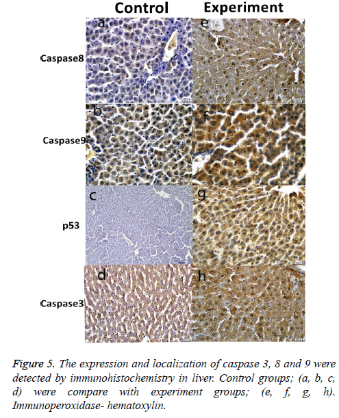 biomedres-immunohistochemistry