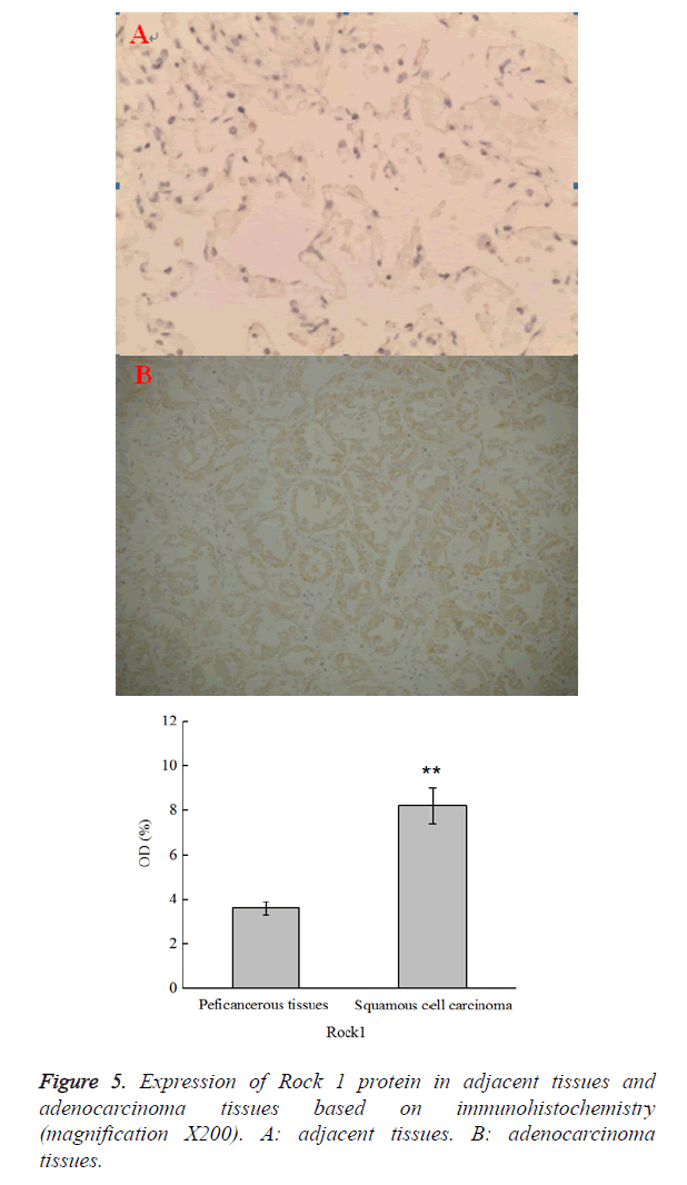 biomedres-immunohistochemistry