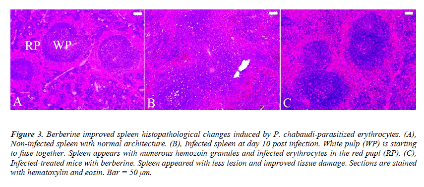 biomedres-improved-tissue