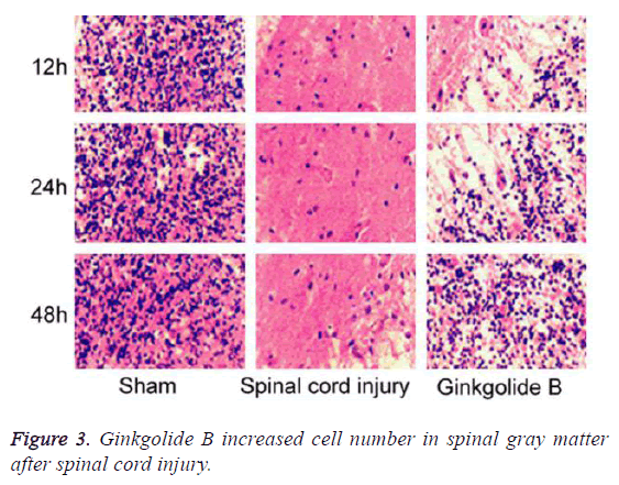 biomedres-increased-cell-number