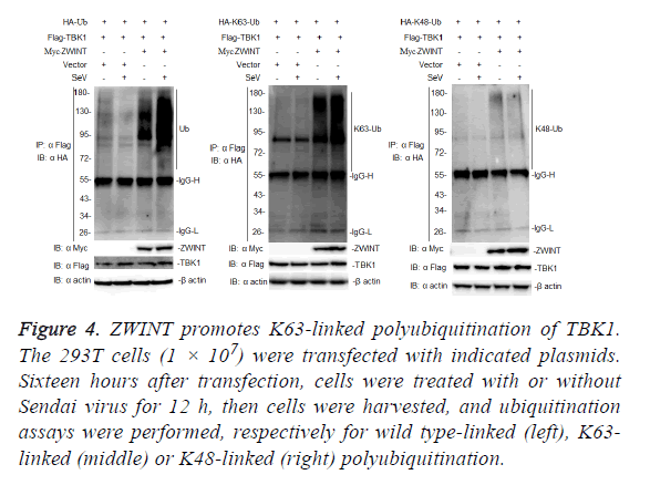 biomedres-indicated-plasmids