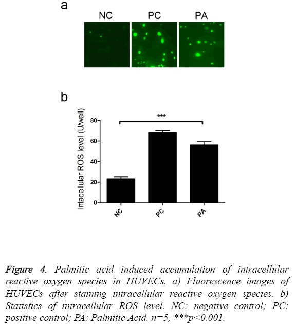 biomedres-induced-accumulation-intracellular