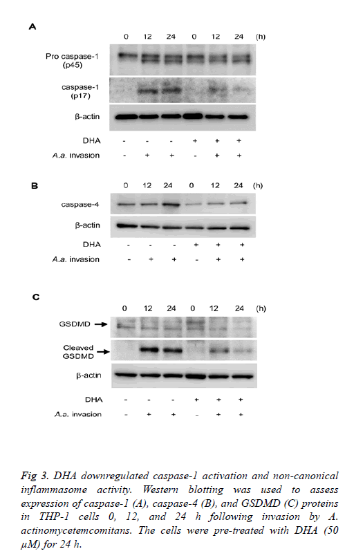 biomedres-inflammasome