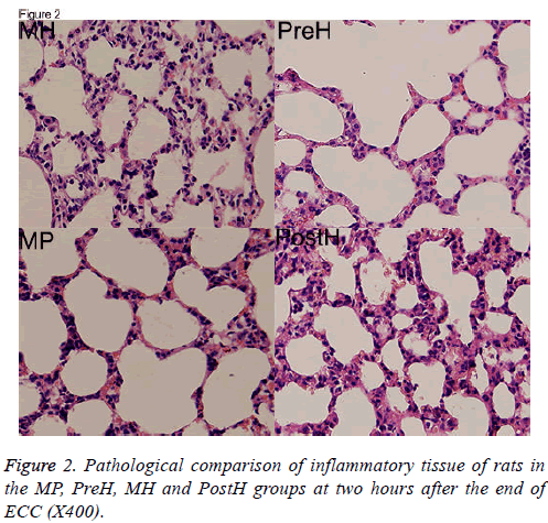 biomedres-inflammatory-tissue