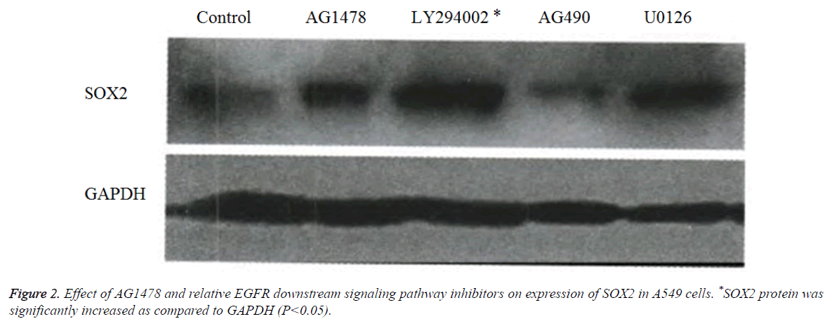 biomedres-inhibitors-expression