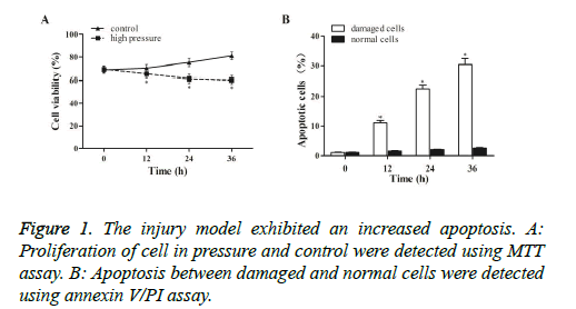 biomedres-injury-model