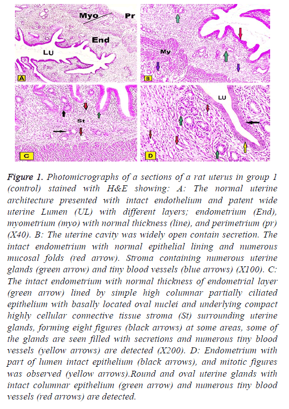 biomedres-intact-endothelium