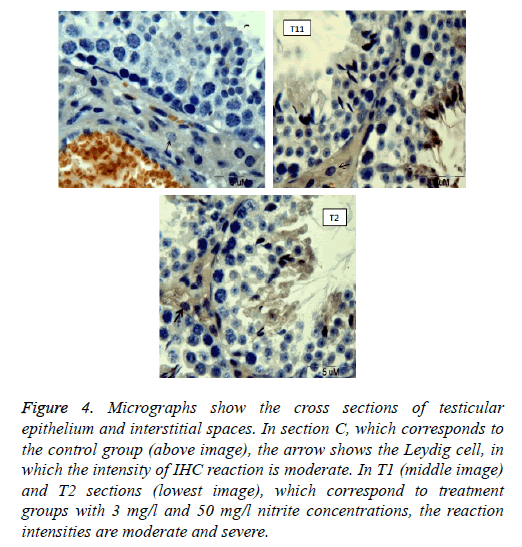 biomedres-interstitial-spaces