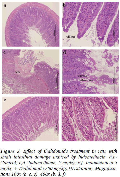 biomedres-intestinal-damage