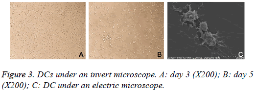 biomedres-invert-microscope