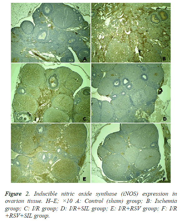 biomedres-ischemia-group