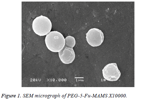 biomedres-isolated-SEM-micrograph