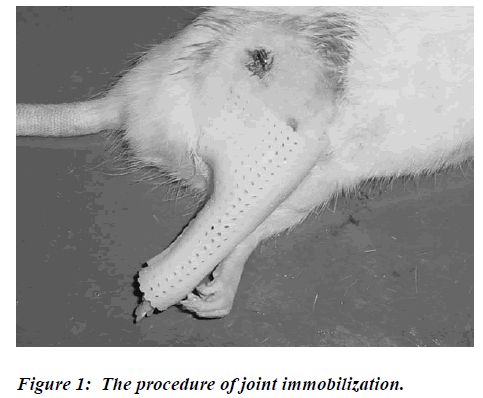 biomedres-joint-immobilization