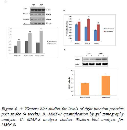 biomedres-junction-proteins