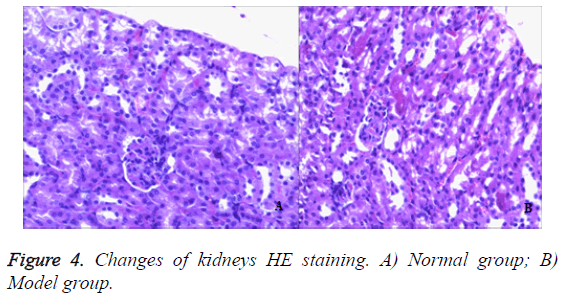 biomedres-kidneys-HE-staining