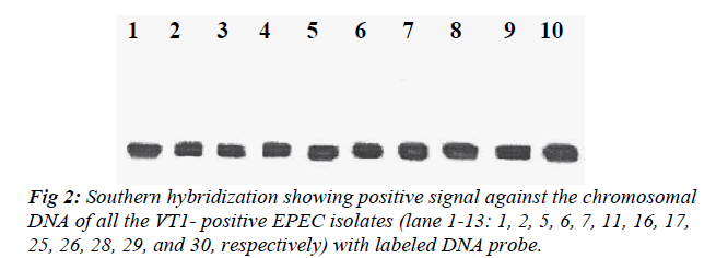 biomedres-labeled-DNA-probe