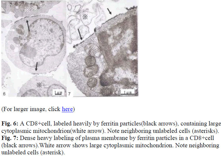 biomedres-labeled-heavily-ferritin-particles