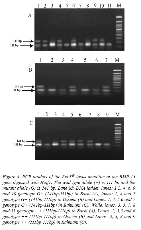 biomedres-ladder-genotype